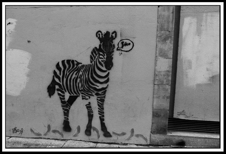 zebra